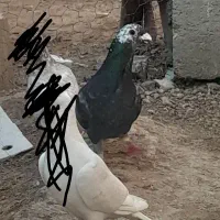بزک کوهی
