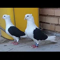 دوکت سیاه