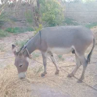 فروش الاغ گله آرام و گاو