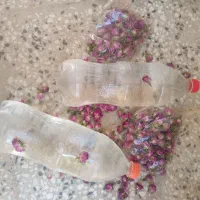 گلوگلاب