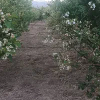 ۵۷۰۰ متر باغ با برق و آب و استخر در شبستر