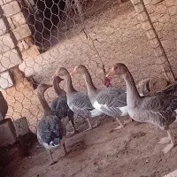 غاز