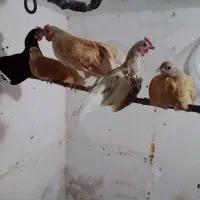 مرغ‌وخروس‌سبرایت‌طلایی