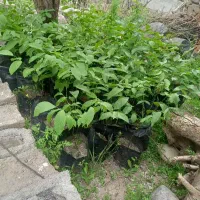 نهال گردو اسرائیلی