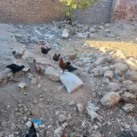 مرغ تخم گذار محلی