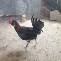 خروس گلین۲ماهه، ۳ونیم ماهه و ۴ماهه