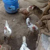 مرغ تخمگذار