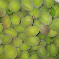 چاقاله و گوجه سبز و آلوچه و آبغوره و گرد غوره