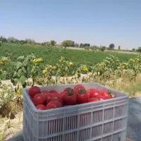 گوجه ربی مرند با بهترین کیفیت