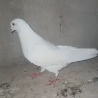 نر سفید