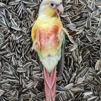 ۲ عدد گرینچیک تازه دون خور شیطون و دستی