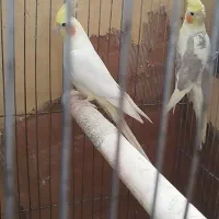 عروس هلندی