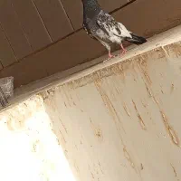 کفتر|پرنده|زاهدان, |دیوار