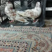 کبوتر ۱۰۰هزار فقد یکجا|پرنده|تهران, تهرانپارس غربی|دیوار