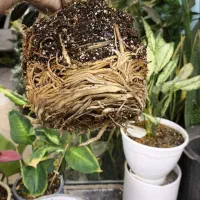 خاک هلندی (خاک اپارتمانی خاک برگ گل کوکوپیت)