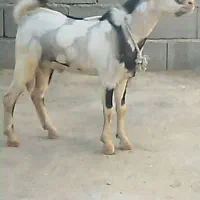 چند عددکهره  نر