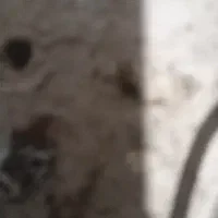 سیمکارت دایمی