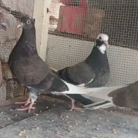 جوجه کاشانی