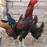 خروس لاری اوشامو قددار
