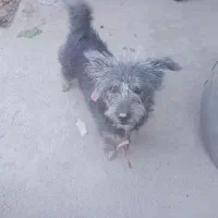 شیتزو ۱ ساله نر