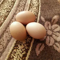 تخم مرغ
