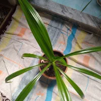 گل عنکبوتی یا اشک ملکه