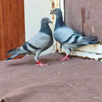 جوجه کبوتر پلاکی عراقی