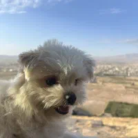 سگ ماده