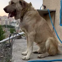 سگ پژدر نر