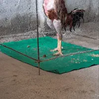 خروس لاری