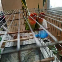 طوطی برزیلی نروماده