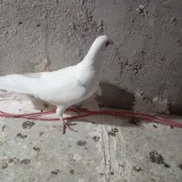 دبر سفید|پرنده|اردبیل, |دیوار