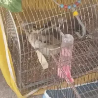 جوجه سهره کال