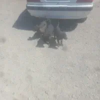 واگذاری توله سگ قهدرجونی