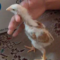 3عدد جوجه لاری