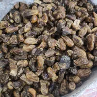 خرما بسته بندی ویژه شیره خرما و خمیر خرما