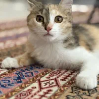 میشا ۶ ماهه