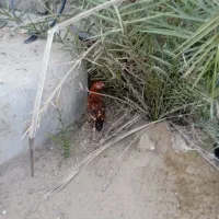 خلفه خروس محلی