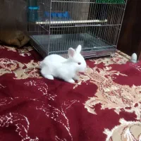 خرگوش