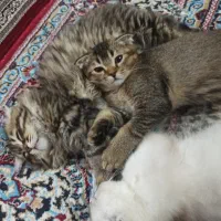 گربه اسکاتیش