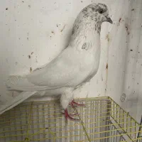 کبوتر پرشی معاوضه