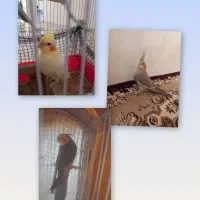 عروس هلندی مولد