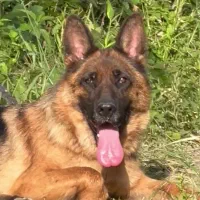 سگ ژرمن شپرد موکلاسیک ماده