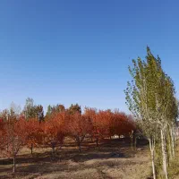 باغ-ویلا