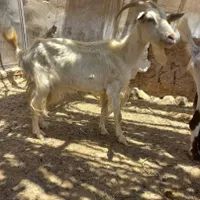 بز سانن|حیوانات مزرعه|اردکان, |دیوار