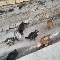 جوجه محلی