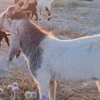 فروش  چبش پاکستانی