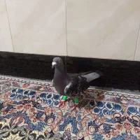 کبوتر|پرنده|مشهد, طبرسی شمالی|دیوار