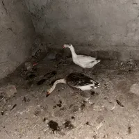 غاز نر و ماده