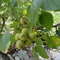 باغ در روستای آتشان زریندشت
